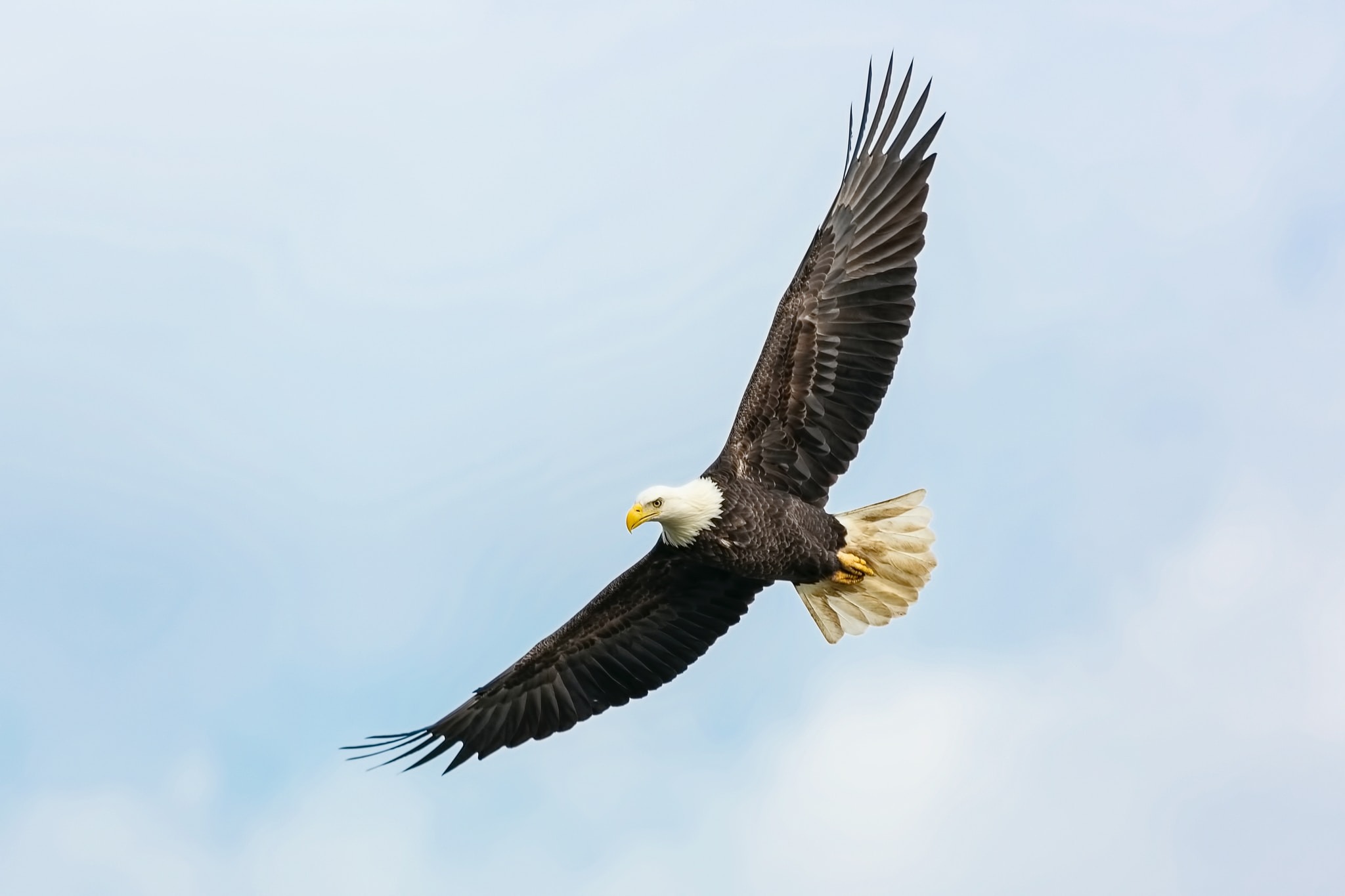 eagle